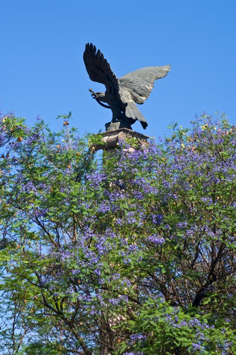 aguila_4