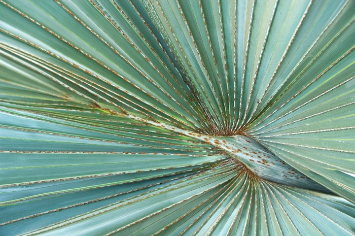fanpalm