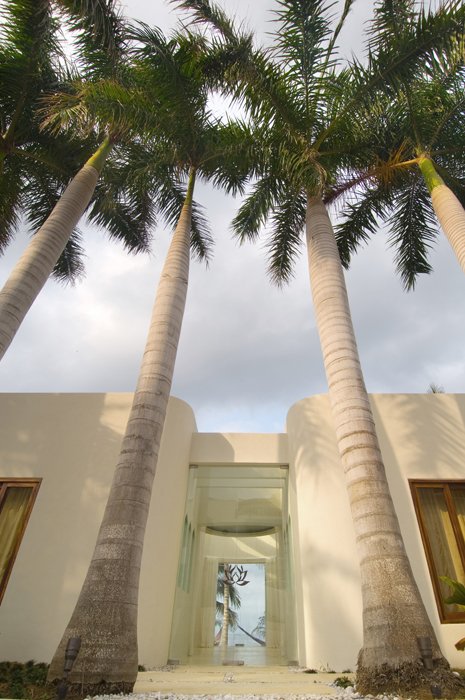 royal_palms
