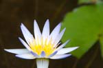 waterlily_1