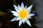 waterlily_2