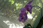 orchid_bici