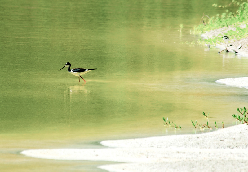 b.c.stilt(crop)