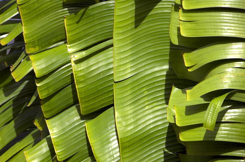 bananaleaves