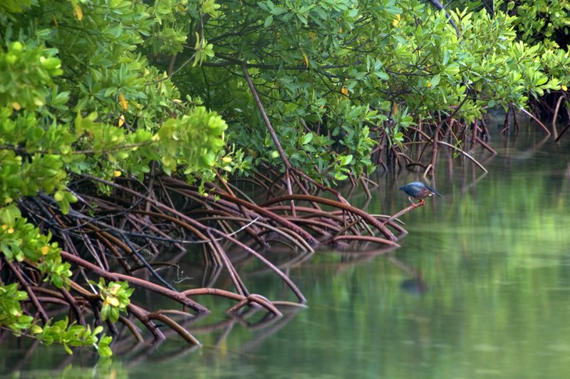 night_heron