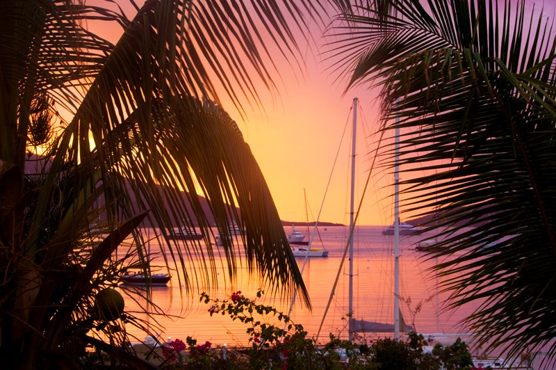 palmsunset