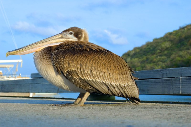 pelican_dock
