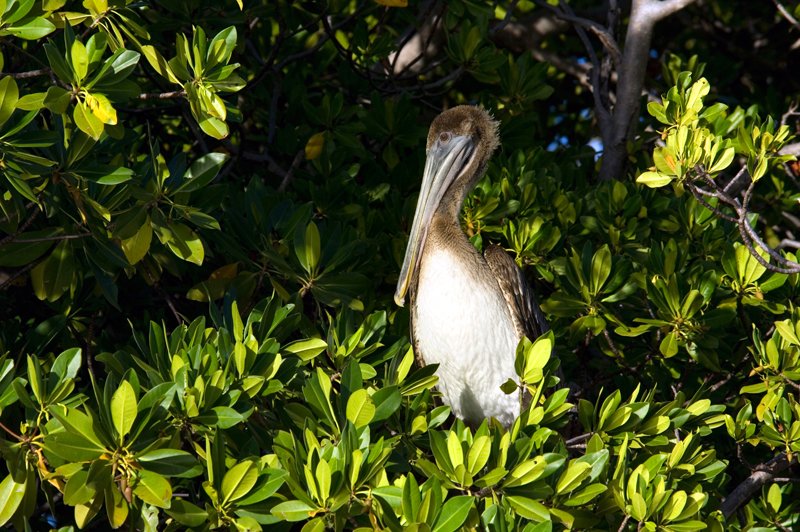 pelican_mangrove_H