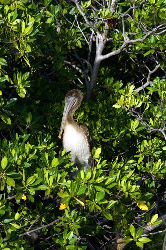 pelican_mangrove_V