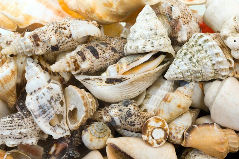 shellstocked