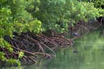 night_heron
