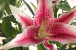 tigerlily