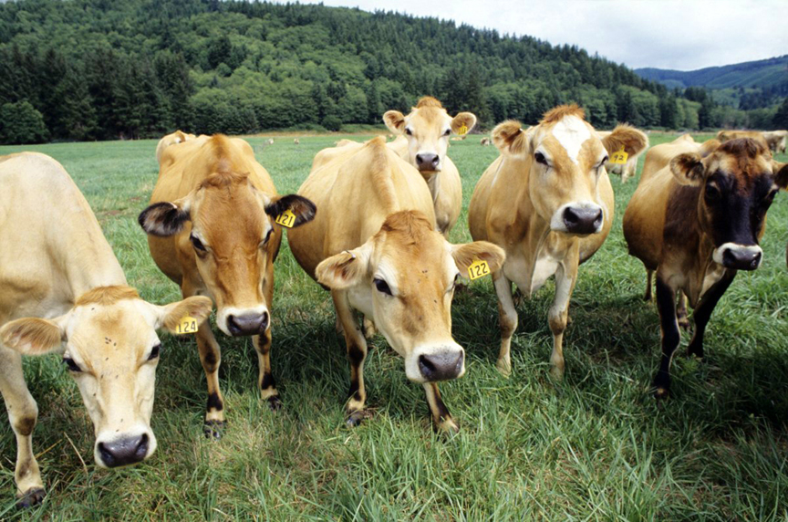 curious cows